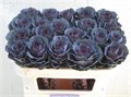 Брассика-Brassica-Elegance--65cm 186d6045-7756-11ef-0a80-19220013cb1e
