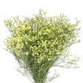 Лимониум-Limonium-China Summer-62cm-TB 1879ea94-9d69-11f0-0a80-0d170000ea89