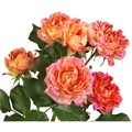 Роза куст-Rosa sp-#Lotus-50cm-Si 187cac48-d276-11ee-0a80-05670025dae4