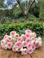 Роза куст-Rosa sp-Zoroastra-50cm-RS 18811fb1-f63e-11ed-0a80-0d86000e7225