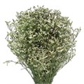 Лимониум-Limonium-China White-62cm-TB 1883279e-9d69-11f0-0a80-0d170000ea8f