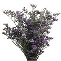 Лимониум-Limonium-Shooting Star-62cm-TB 1888ec3a-9d69-11f0-0a80-0d170000ea92