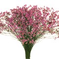 Лимониум-Limonium-Tiffany Diamond-62cm-TB 188b4dab-9d69-11f0-0a80-0d170000ea95