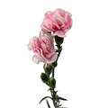 Гвоздика куст-Dianthus Sp-Cosmo Pink-62-TB 188d832f-9d69-11f0-0a80-0d170000ea98