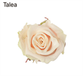 РОЗЫ Талея 60 см (Россия) 188eba97-daeb-11ee-0a80-013d0059e227
