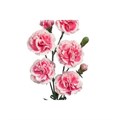 Гвоздика куст-Dianthus Sp-Cosmo Cherry-62-TB 188fdb50-9d69-11f0-0a80-0d170000ea9b