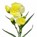 Гвоздика куст-Dianthus Sp-Pastis-62-TB 18936af1-9d69-11f0-0a80-0d170000ea9e