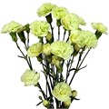 Гвоздика куст-Dianthus Sp-Pastel Green-62-TB 1895a210-9d69-11f0-0a80-0d170000eaa1