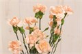 Гвоздика куст-Dianthus Sp-Salada-62-TB 1897fbd7-9d69-11f0-0a80-0d170000eaa4