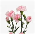 Гвоздика куст-Dianthus Sp-Pastel Pink-62-TB 189c7760-9d69-11f0-0a80-0d170000eaaa