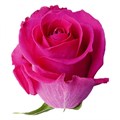 Роза-Rosa-Topaz-50cm-IS 189d41e9-1eed-11ed-0a80-00f1000e046c