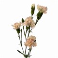 Гвоздика куст-Dianthus Sp-Lucia-62-TB 189ea1aa-9d69-11f0-0a80-0d170000eaad