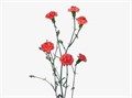 Гвоздика куст-Dianthus Sp-Orange Amelia-62-TB 18a1054f-9d69-11f0-0a80-0d170000eab0