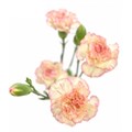 Гвоздика куст-Dianthus Sp-Fancy Amelia-62-TB 18a3513d-9d69-11f0-0a80-0d170000eab3