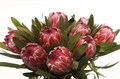 Протея-Protea-Red Ice-50cm 01d48f09-bfa5-11ec-0a80-0b4c0007807c