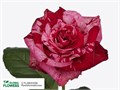 Роза куст-Rosa sp-Frou Frou-60cm-RS 18a7b976-7c69-11ed-0a80-04b2000e93fe