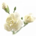Гвоздика куст-Dianthus Sp-Marfil-62-TB 18a7e2ba-9d69-11f0-0a80-0d170000eab9