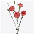 Гвоздика куст-Dianthus Sp-Beta-62-TB 18aa1dd0-9d69-11f0-0a80-0d170000eabc