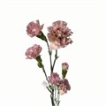 Гвоздика куст-Dianthus Sp-Mocha Sweet-62-TB 18ac9a94-9d69-11f0-0a80-0d170000eabf