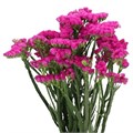 Статица-Statice-Dyna Rose-52cm-TB 18b12d4b-9d69-11f0-0a80-0d170000eac5