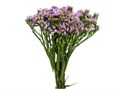 Статица-Statice-Sinzii Lilac-52cm-TB 18b37496-9d69-11f0-0a80-0d170000eac8