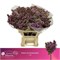 Сирень-Syringia-V R V Horstenst-60cm 7aa9618e-bfa5-11ec-0a80-0b4c0007f3ab