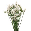 Статица-Statice-Lady Alba-52cm-TB 18b84609-9d69-11f0-0a80-0d170000eace
