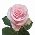 Роза-Rosa-Jessica-50cm-NR 18bb8ff1-3ce1-11ee-0a80-14690009750f