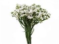 Статица-Statice-Sinzii White-52cm-TB 18bd139a-9d69-11f0-0a80-0d170000ead4