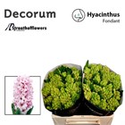 Гиацинт-Hyacinthus-Fondant-30cm 2e1b33e2-bfa4-11ec-0a80-0b4c0006b419