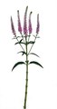 Вероника-Veronica-Skyler Plash Pink-52cm-TB 18c1ad8f-9d69-11f0-0a80-0d170000eada