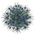 Эрингиум-Eryngium-Blue Lagoon-52cm-TB 18c45f05-9d69-11f0-0a80-0d170000eadd
