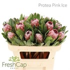 Протея-Protea-Pink Ice-70cm 02fdcb58-bfa5-11ec-0a80-0b4c000781b2