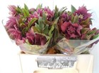 Хеллеборус-Helleborus-Or Db Ellen Red-40cm 6668c4f6-90aa-11ed-0a80-08d200028ef2
