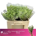 Сирень-Syringia-V Mme Fl Stepman-50cm 78c77ca4-bfa5-11ec-0a80-0b4c0007f1ae