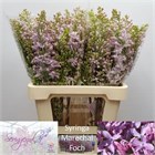 Сирень-Syringia-V Marechal Foch-60cm 7a90afc6-bfa5-11ec-0a80-0b4c0007f38e