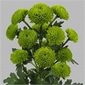 Хризантема-Chrysant-Peptalk-62cm-TB 18c7268a-9d69-11f0-0a80-0d170000eae0