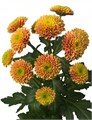 Хризантема-Chrysant-Doria Orange-62cm-TB 18c9dc27-9d69-11f0-0a80-0d170000eae3
