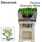 Альстромерия-Alstroemeria-Fl Charme White-75cm 29d593f4-5c74-11ef-0a80-146c0035689b