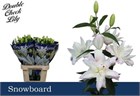 Лилия-Lilium-Or Du Snowboard-90cm 33dc40d7-873d-11ed-0a80-07080090cbcc