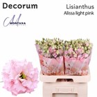 Лизиантус G-Lisianthus G-Alissa Ligh Pi--70cm 73fcdbc4-c0a0-11ec-0a80-0b4c004f7fcd