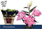 Лилия-Lilium-Or Du Dreamline-80cm 7ecbd194-e412-11ed-0a80-01a8001d9f8a