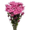 Хризантема-Chrysant-Veronica-62cm-TB 18cc6f77-9d69-11f0-0a80-0d170000eae6