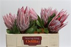 Протея-Protea-Cynaroides-50cm 00f68e11-bfa5-11ec-0a80-0b4c00077fb1