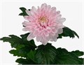 Хризантема одн-Chrysant Gr-Rossano-70cm-75gr 18cdc6ac-bfa6-11ec-0a80-0b4c00087de7