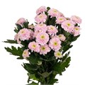 Хризантема-Chrysant-Lets Go Pink-62cm-TB 18cf14ea-9d69-11f0-0a80-0d170000eae9