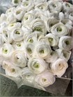 Ранункулус-Ranunculus-Cloni White-CE 09bafdac-c565-11f0-0a80-185f001005ff