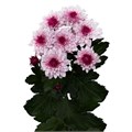 Хризантема-Chrysant-Malibu Pink-62cm-TB 18d1306f-9d69-11f0-0a80-0d170000eaec
