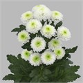 Хризантема-Chrysant-Poppy-62cm-TB 18d35eec-9d69-11f0-0a80-0d170000eaef