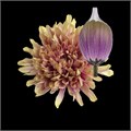 Хризантема одн-Chrysant Gr-Antonov Purple Rain-70cm 01d97d54-7f55-11f0-0a80-16d3001bd04e